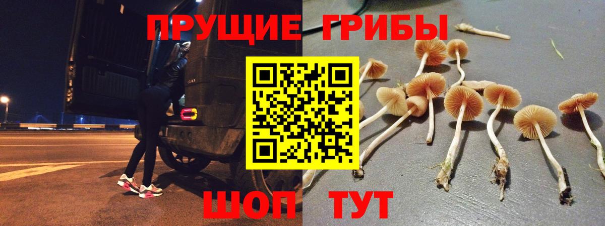 Галлюциногенные грибы Psilocybe Аша